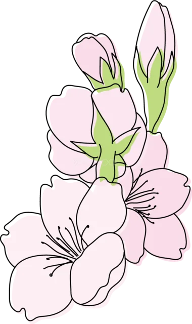 つぼみを付けた淡いピンクの桜3輪（背景透過PNG）