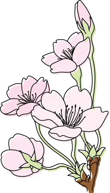 つぼみと花が咲くピンクの桜の枝（背景透過PNG）