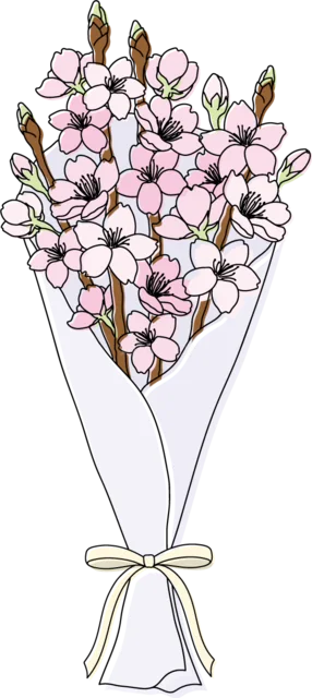 白い包装紙で包んだ桜の花束（背景透過PNG）