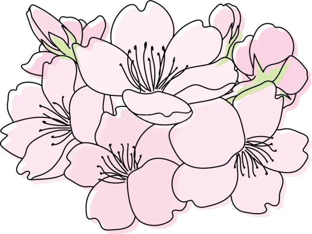つぼみと桜をたっぷり集めた春の花束（背景透過PNG）