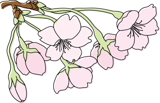 つぼみと花が垂れ下がる桜の枝（背景透過PNG）