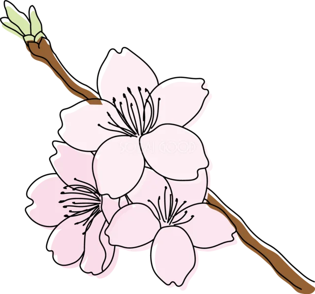 淡いピンクの桜がまとまって咲く枝イラスト（背景透過PNG）