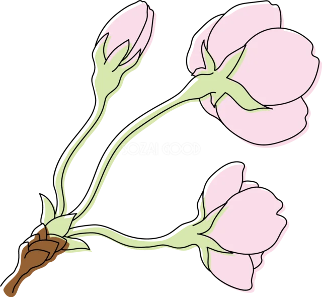 桜の花とつぼみ3輪を大きく描いたイラスト（背景透過PNG）