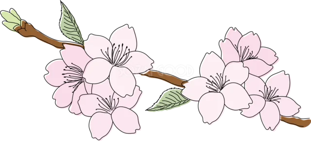 横長の枝に桜の花を並べた春イラスト（背景透過PNG）