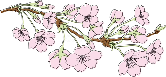 細い枝から垂れ下がる桜の花イラスト（背景透過PNG）