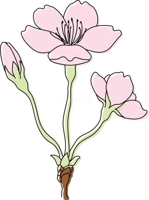 桜の花3輪とつぼみを描いた縦長の小枝（背景透過PNG）