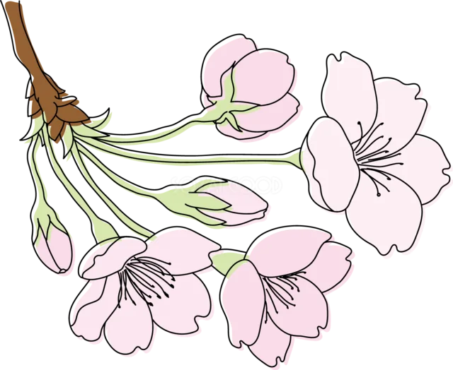 横向きの枝に桜の花とつぼみが咲くイラスト（背景透過PNG）