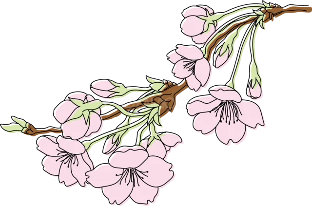 斜めに伸びる枝に桜が垂れ下がるイラスト（背景透過PNG）