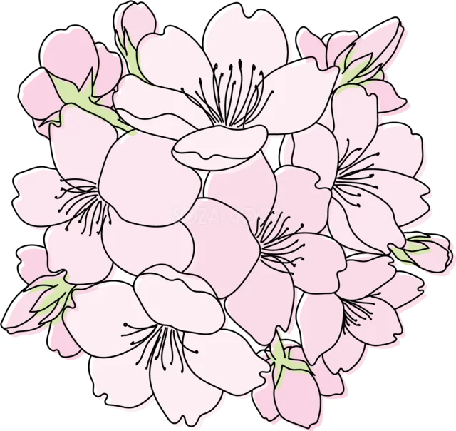 淡いピンクの桜を丸く集めた花束イラスト（背景透過PNG）