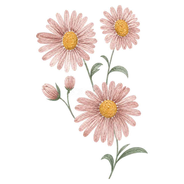 くすみピンクのデイジーとつぼみを描いた水彩フラワーイラスト（背景透過PNG）