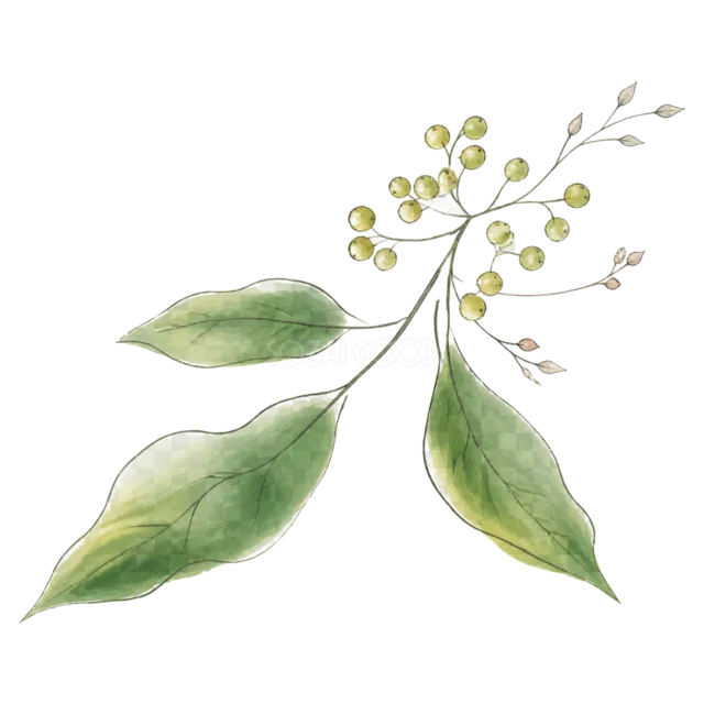 緑の葉と小さな黄色い実を描いたナチュラルな植物イラスト（背景透過PNG）