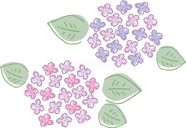 ピンクのあじさい2房と緑の葉（背景透過PNG）