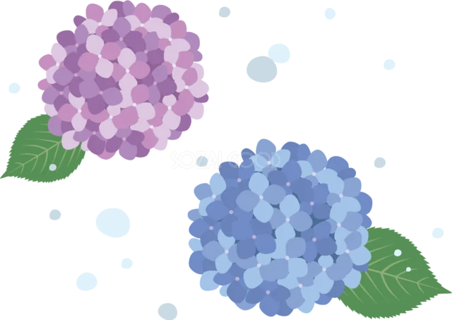 水滴に囲まれた紫と青のあじさい2輪（背景透過PNG）
