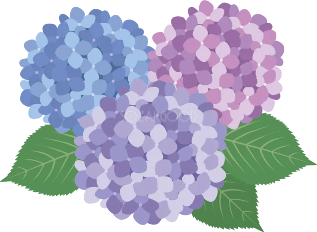 青・紫・ピンクのあじさいを集めた花飾り（背景透過PNG）