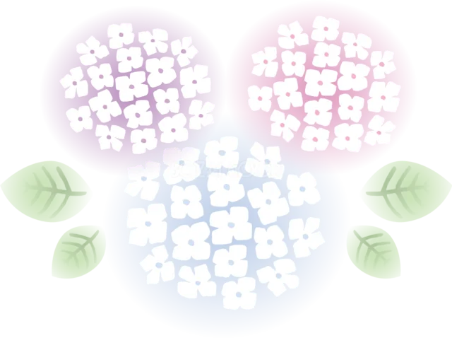 光に包まれた白とピンクと水色のあじさい3輪（背景透過PNG）