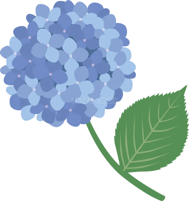 青い丸いあじさいと大きな緑の葉（背景透過PNG）