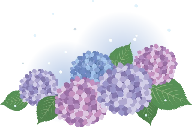 青・紫・ピンクのあじさいが並ぶ花飾り（背景透過PNG）