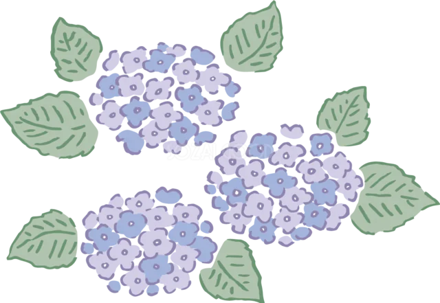 青紫のあじさい3房と緑の葉（背景透過PNG）