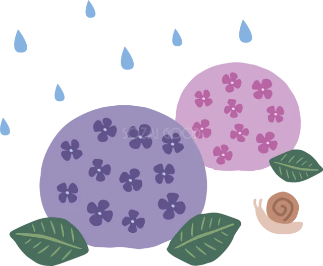雨の中に咲く紫とピンクのあじさいとかたつむり（背景透過PNG）