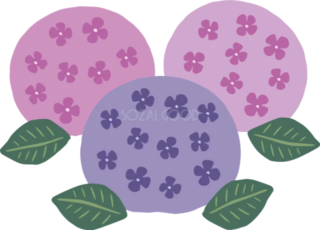 紫とピンクの丸いあじさい3輪（背景透過PNG）
