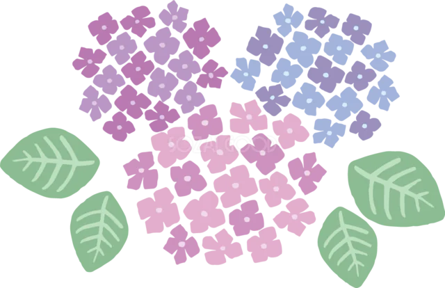 紫・青・ピンクの小花で描いたあじさい3輪（背景透過PNG）