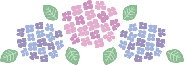 青とピンクの小花を集めたあじさい3房（背景透過PNG）