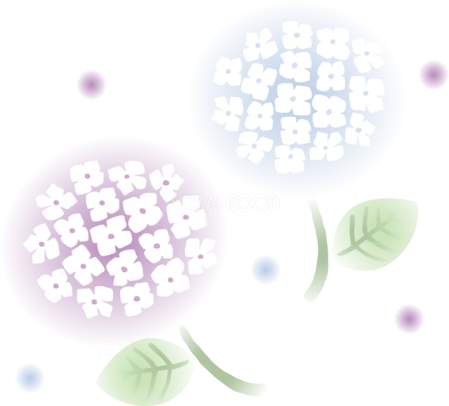 光に包まれた白と淡い紫のあじさい2輪（背景透過PNG）