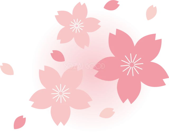 ピンクの桜の花と花びらをふんわり散らした春イラスト（背景透過PNG）
