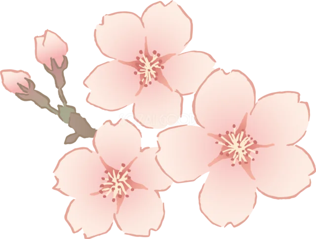 細いピンクの輪郭で描いた桜の花とつぼみのイラスト（背景透過PNG）