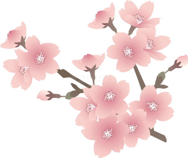 水彩のにじみで描いた桜が枝に咲く優しい春イラスト（背景透過PNG）