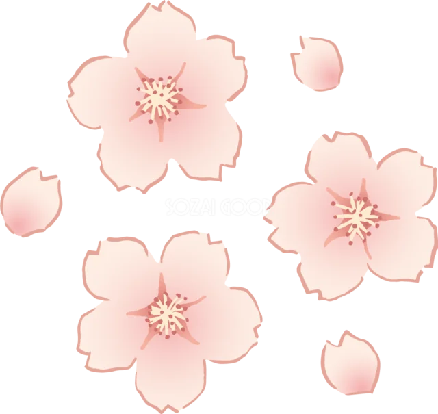 淡いピンクの線画桜と舞う花びらを散らした春イラスト（背景透過PNG）
