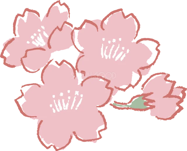 赤い線で縁取った桜3輪とつぼみを描いた春イラスト（背景透過PNG）