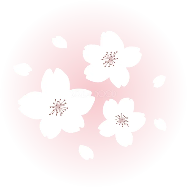 淡いピンクの光に白い桜を浮かべた春イラスト（背景透過PNG）