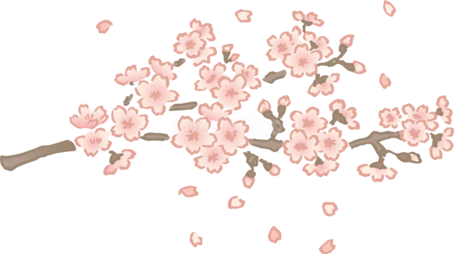 細い枝に淡い桜がたくさん咲く繊細な春イラスト（背景透過PNG）