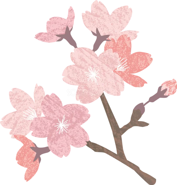 水彩のにじみで描いた桜の枝とつぼみの春イラスト（背景透過PNG）