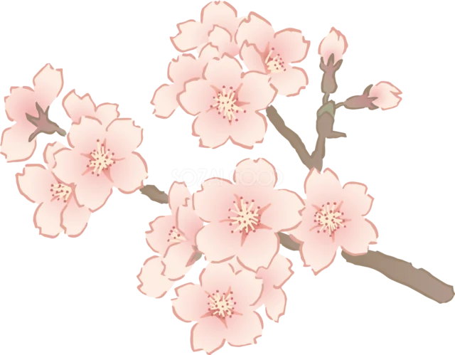 淡いピンクの桜とつぼみが枝に咲く優しい春イラスト（背景透過PNG）