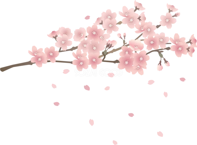 細い枝いっぱいに淡い桜が咲く横長の春イラスト（背景透過PNG）