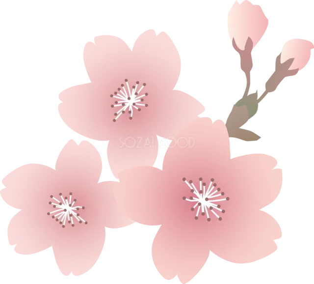 大きな淡い桜3輪とつぼみを描いた春の花イラスト（背景透過PNG）