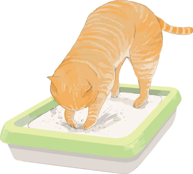 猫砂を掘るかわいい茶トラ猫イラスト（背景透過PNG）