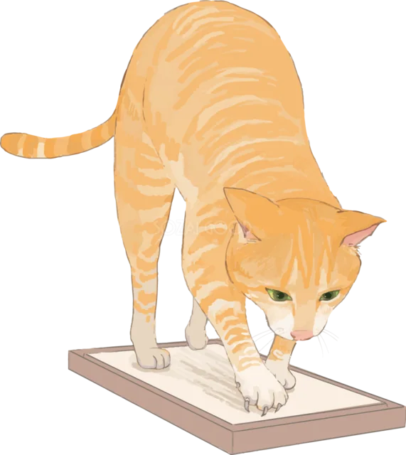 平らな爪とぎで爪を研ぐ茶トラ猫（背景透過PNG）