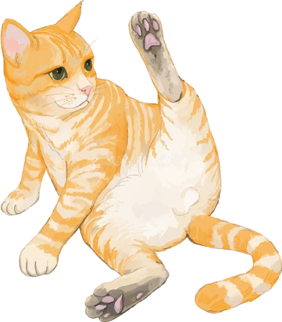 後ろ足を上げて毛づくろいする茶トラ猫（背景透過PNG）