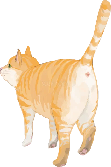 尻尾を立てて歩く茶トラ猫の後ろ姿（背景透過PNG）