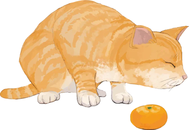 みかんの匂いをかぐ茶トラ猫（背景透過PNG）