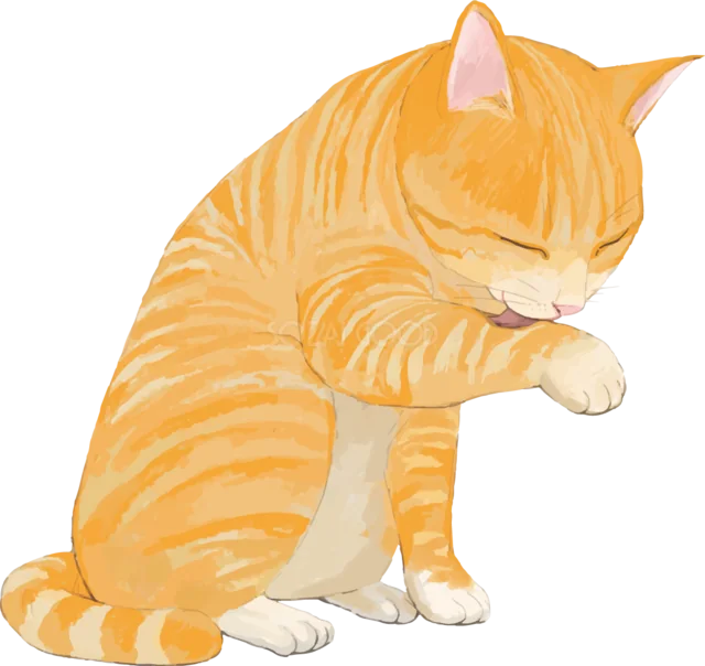 前足をなめて毛づくろいする茶トラ猫（背景透過PNG）