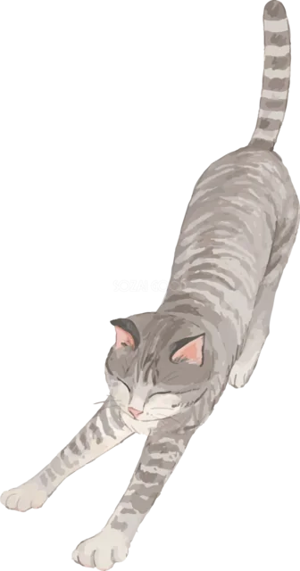 前足を伸ばして背伸びするキジトラ猫（背景透過PNG）