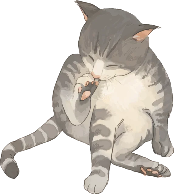 後ろ足を上げて毛づくろいするキジトラ猫（背景透過PNG）