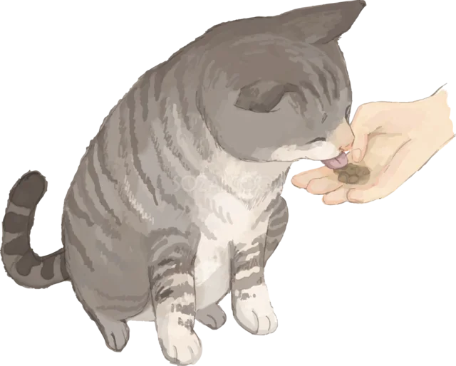 手からおやつを食べるキジトラ猫（背景透過PNG）