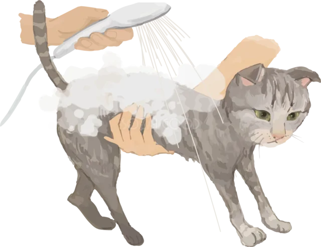 シャワーで体を洗ってもらうキジトラ猫（背景透過PNG）