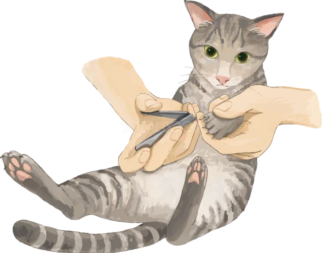 爪を切ってもらうキジトラ猫（背景透過PNG）