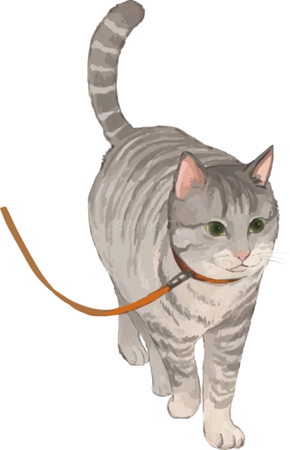 リードを付けて歩くキジトラ猫（背景透過PNG）